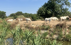 685545cf355da_IMG1922.jpg